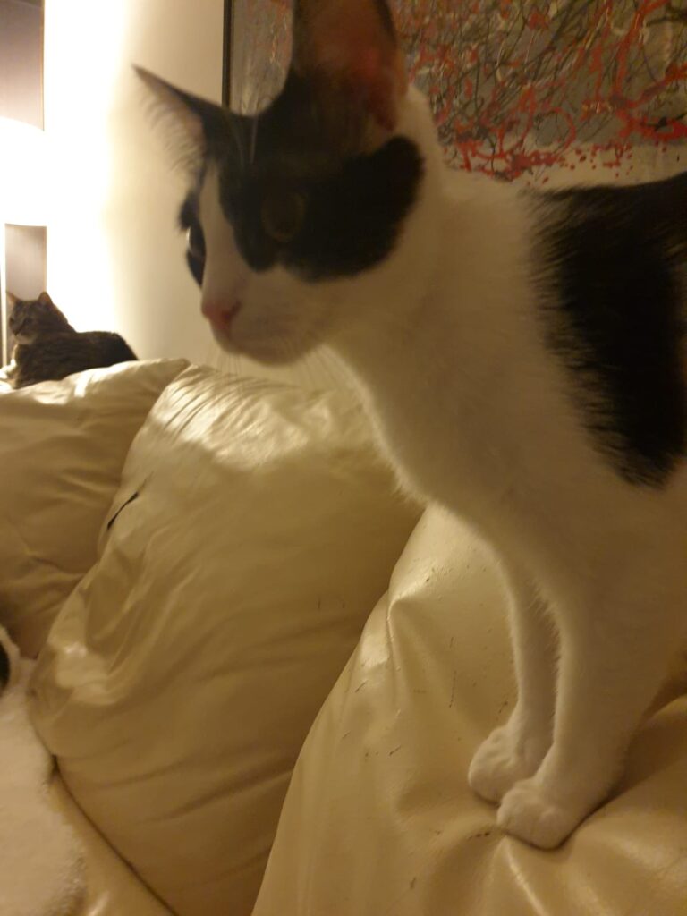 Tessuto Divano Anti-Gatto